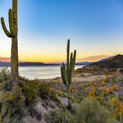 Arizona Cactus Exchange